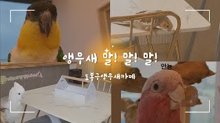 말하는 앵무새 모음 !! #parrots #말하는앵무새…