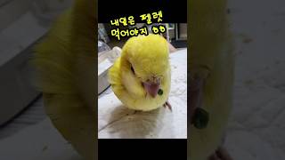 부화 한달차 아기 퀘이커 성장기 feat. 이유식 끊자…