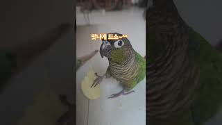 감자과자 좋아하는 우리 앵무~^^~#코뉴어#앵무새#앵무…
