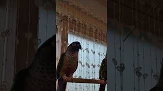 코뉴어앵무새#하봉이#하랑이#parrot#cute#더빙농…