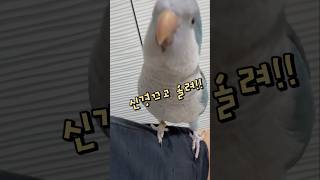 무리생활하는 엄마와 앵무새들~ 퀘이커앵무새 부리 회색앵무 잠바
