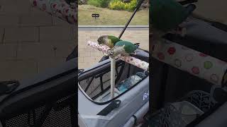 앵모차 타고 산책중#한스마카우#코뉴어앵무새#반려유모차#영상#image#picture#parrot