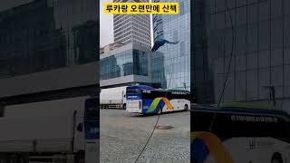 나랑은 오랜만에 나온 루카 #macaw #청금강 #청금강앵무새