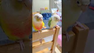 앵무새럭키라떼당근쟁탈전 #shorts #코뉴어 #당근먹방 #쟁탈전