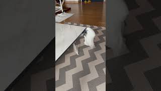 앵무새가 테이블 올라가는 방법