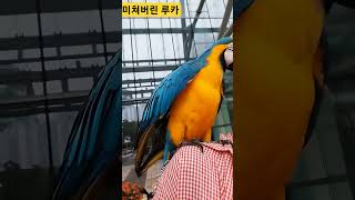 미쳐버린 루카 #macaw #청금강 #청금강앵무새