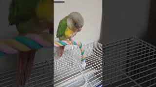 3개월생 코뉴어 인사훈련2