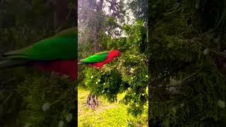 앵무새의 아침밥. 재생목록에서 보세요~.귀한 영상 즐감…