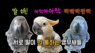 각자 다른 아무 말 대잔치 #녹취록