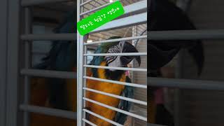 말하는 청금강 앵무