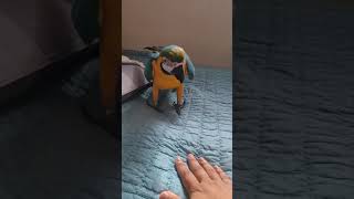 침대 위에서 공격적인 청금강앵무새 루카 #shorts