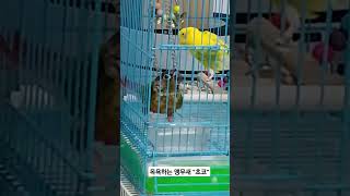 물떠주면 목욕하는 옐로우사이드 코뉴어 초코#목욕하는 앵…