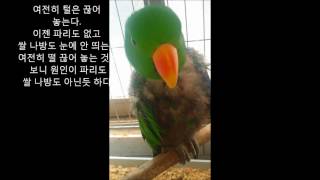 self injury Eclectus parrot therapy course 86 자해하는 뉴기니아앵무새 치료과정 86