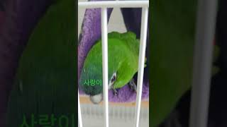 귀여운 한스마카우앵무새