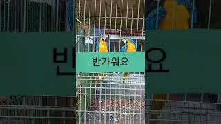 청금강앵무 한쌍