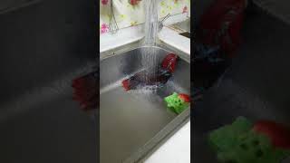 폭포 및에서 정신수양하는 기개로 목욕하는 뉴기니아