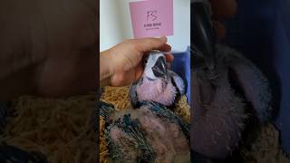 청금강 앵무 #birds #앵무새 #parrot #bi…