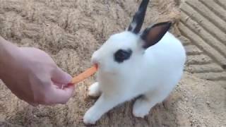 동화캠핑장동물원,앵무새,귀여운다람쥐,다람쥐먹이,동물먹이…