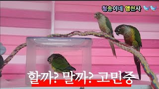 코뉴어앵무새 목욕지켜보기^^ 고민중 