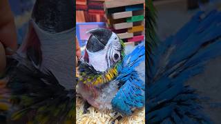 청금강 앵무새예요. #birdslover #parrot #pets #birds #cute #animals #사계절앵무새 #앵무새성장 #앵무새분양