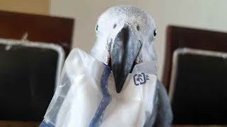 말안듣는 5살짜리아이같은 회색 앵무새 키우기