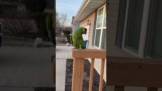 My military macaw parrot is outside watching the sunset #bird #birds #pers #animals #parrot