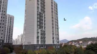 할리퀸 마카우 루카 자유비행 이젠 제법?