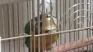 [앵무파파] 종을 느끼는 아기 코뉴어 앵무새 초롱이 […