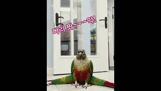 앵무새 페리 코뉴어 운동하는 반려조 #parrot #귀…