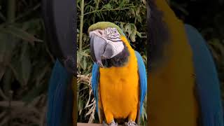 빨리 잣 안주고 뭐하냐? #shorts #청금강 #청금…