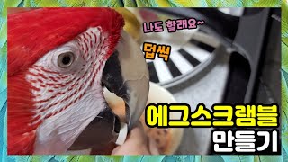 앵무새를 위한 핑크핑크 에그스크램블 만들기