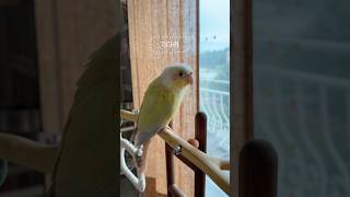 내 귀에만 들리는 “기다려” #birds #parrot…
