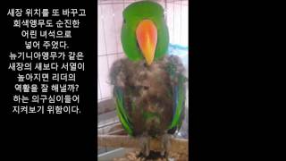 self injury Eclectus parrot th…