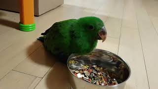 뉴기니아 앵무 먹방 1탄