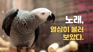 [연구대상 앵무새 똘이] 노래하는 회색앵무