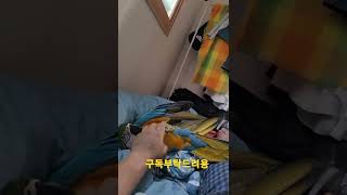 애교부리는 청금강앵무새 루카 / 근데 좀 아프다^^ #shorts