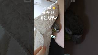 엄마품에서 잠든 앵무새    #코뉴어 #코뉴어그램 #앵…