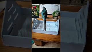 우리 앵이들 밤새 참았던 모닝 응가 하기 #앵무새 #코…