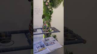 한스마카우 앵무새 까꿍이