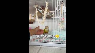 앵무새 코코의 분노, 오해금지!실제론 이렇지 않아요#코뉴어일상#코뉴어앵무새#parrot#birds