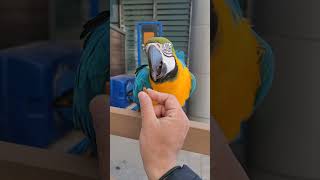 잣 가지고 장난치기 #shorts #청금강 #청금강앵무새 #macaw