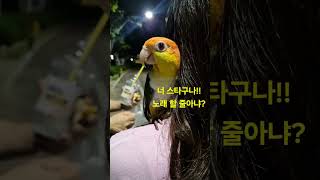 #노래하는 앵무새 #가족앵무새 #앵무새가수 #으ㅡ하하하!