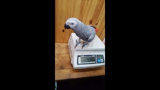 앵무새들의 특징과 소음크기 3 (회색 앵무새) Characteristics and noise size of parrots 3 (African gray parrot)