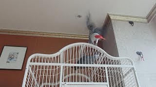 콜호나때문에 집에만 쳐박혀있는 앵무새들