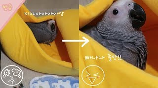 (반응) 처음 장난감을 본 아기 앵무새ㅣ쇼핑하울 후기 …