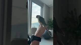 늠름한 우리 열무 #birds #parrot #반려동물…