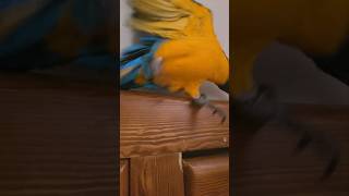 미끄러지는 루카ㅋㅋㅋ #shorts #청금강 #청금강앵무새 #macaw