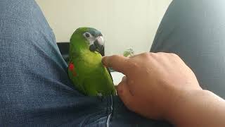 한스마카우 사랑이