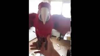 홍금강 앵무새 타미 - 타미 이리와 호출영상