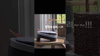 호기심 많은 코뉴어 #parrot #birds #반려동…